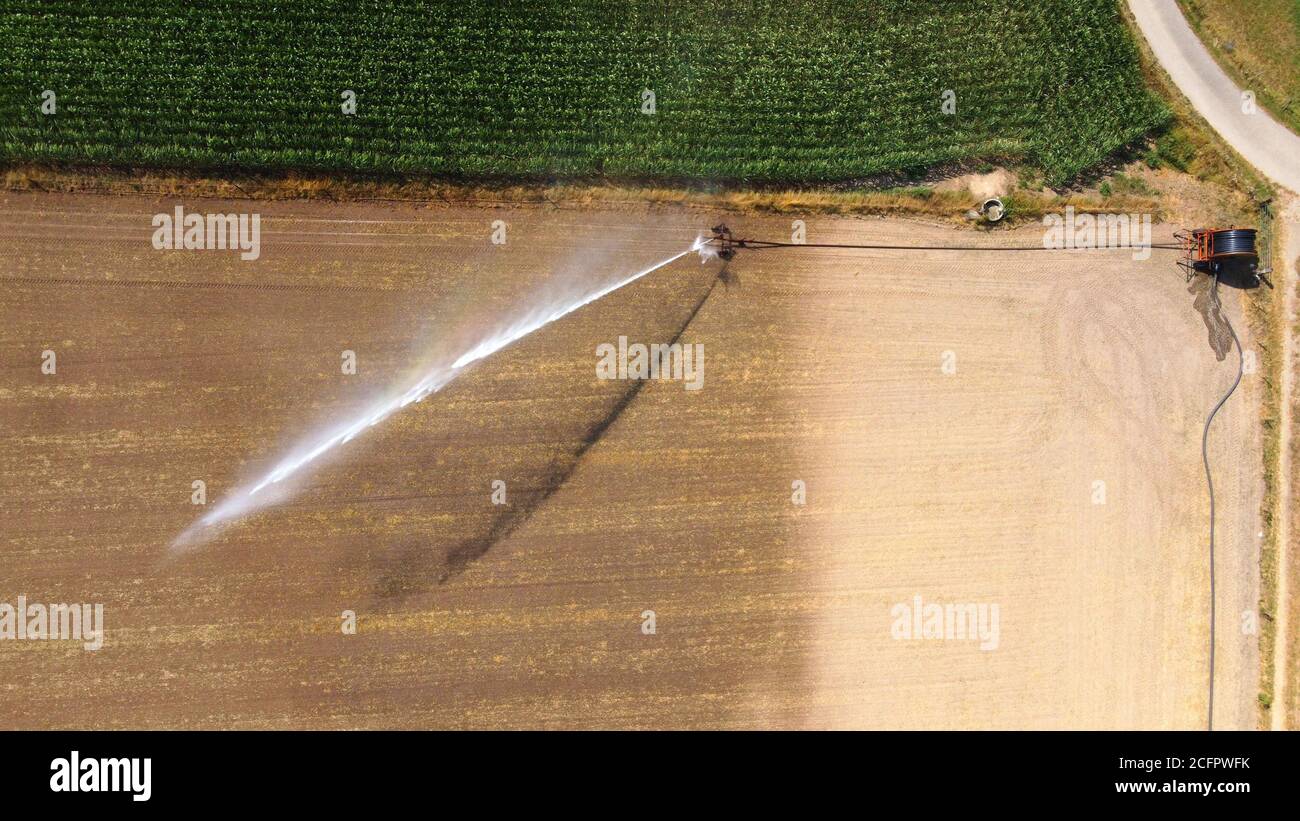 Ein Sprinkler bewässert Mais an einem heißen, trockenen Tag Im Sommer auf dem Land in den Niederlanden Stockfoto