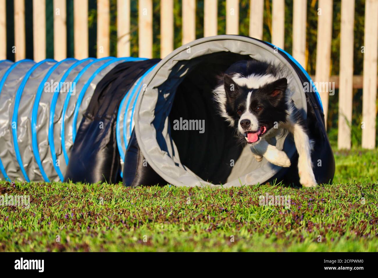 Border Collie Training Agilität in Tschechien im Frühling. Schwarzer und weißer Hund, der während der goldenen Stunde durch den Tunnel läuft. Stockfoto
