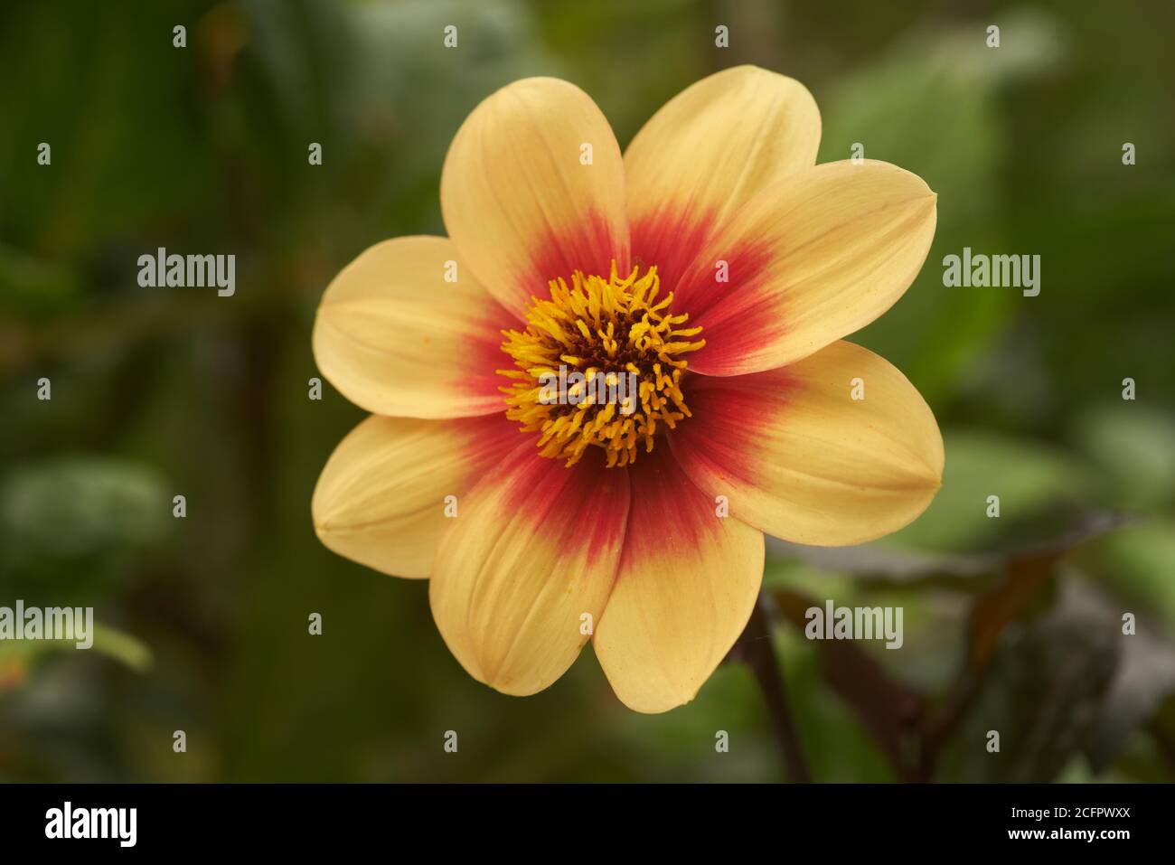 dahlia pinnata cav Blume Stockfoto