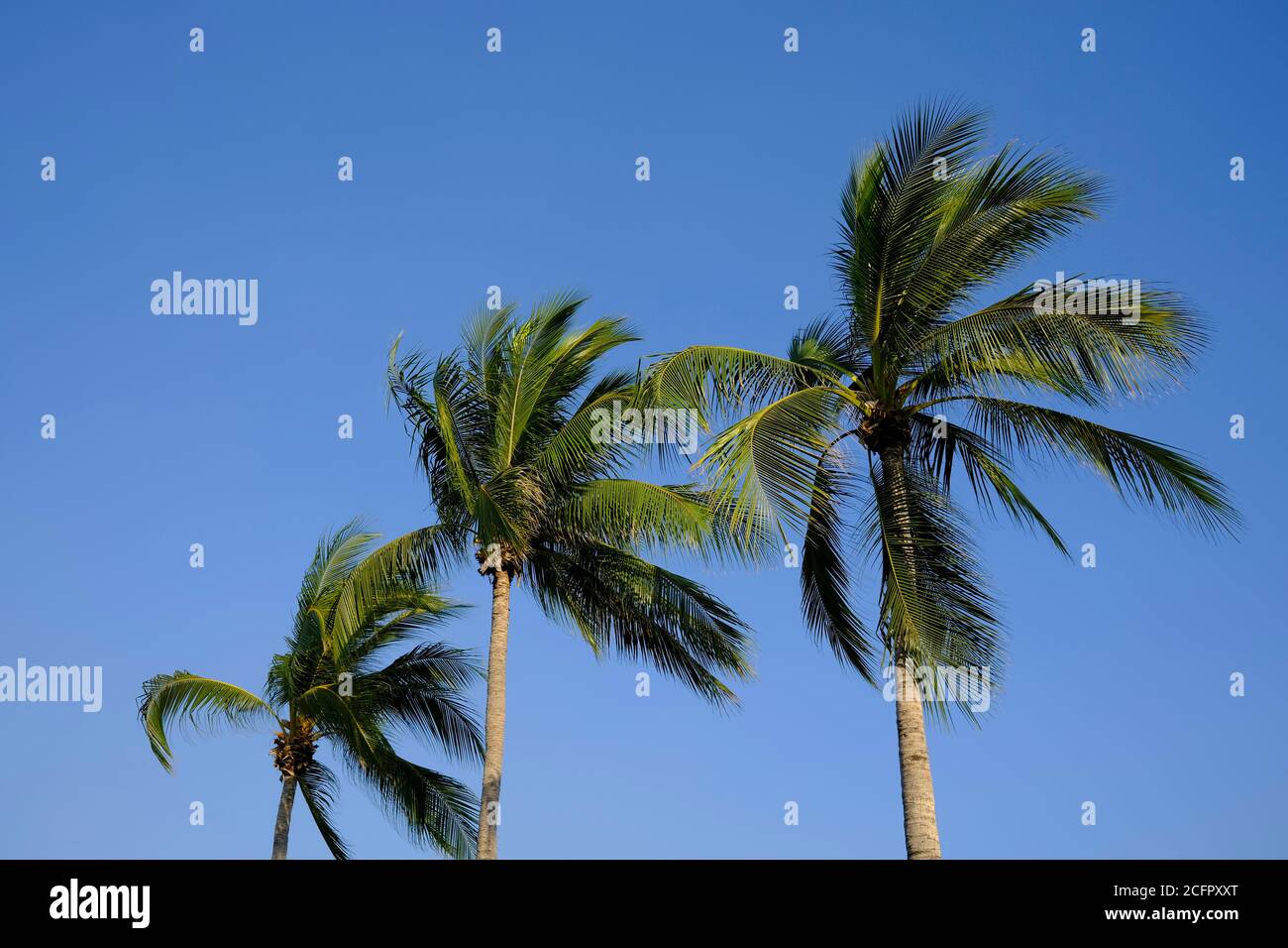 Drei Palmen im Wind gegen ein klares Blau Himmel Stockfoto