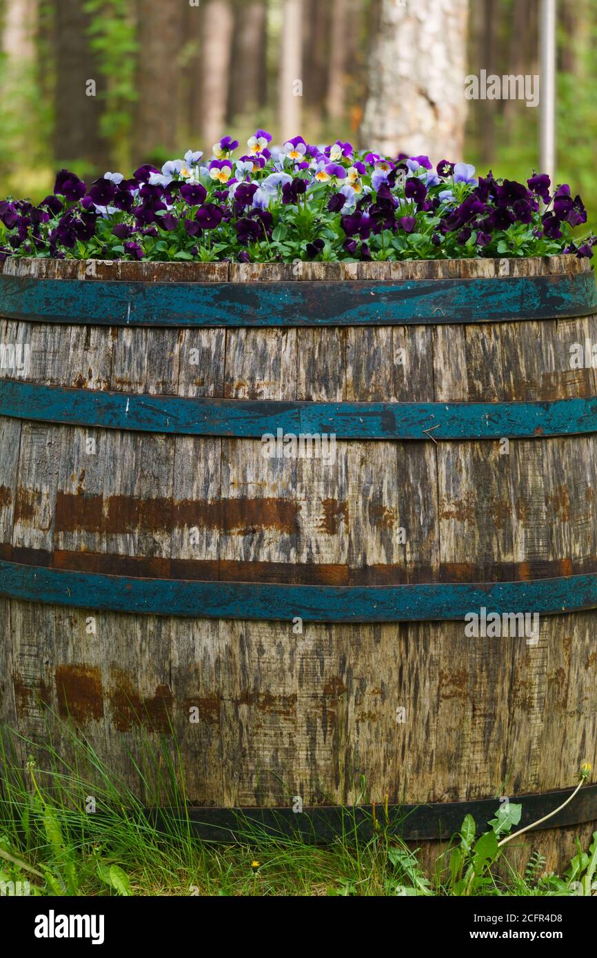 Ein altes Holzfass mit bunten Stiefmütterchen, die darin aufblühen Stockfoto