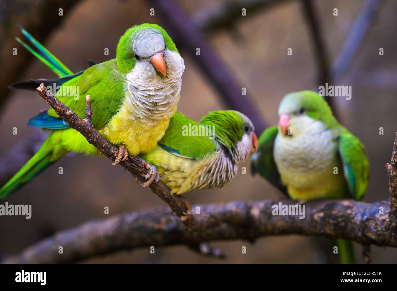 Drei bunte amazonas Papageien sitzen auf einem Ast Stockfoto
