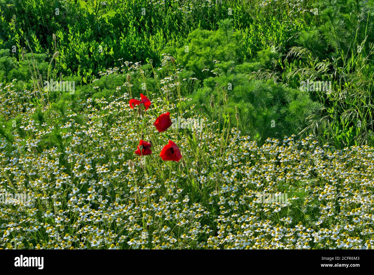 Feld im Frühjahr mit wilden Blumen. Das Feld wird von wildem Mohn und Kamille dominiert. Stockfoto