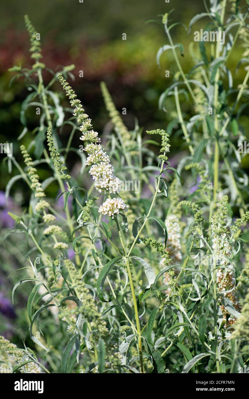 Buddleja Blumen im Sommer aufgenommen in der nationalen Sammlung In Hampshire Stockfoto