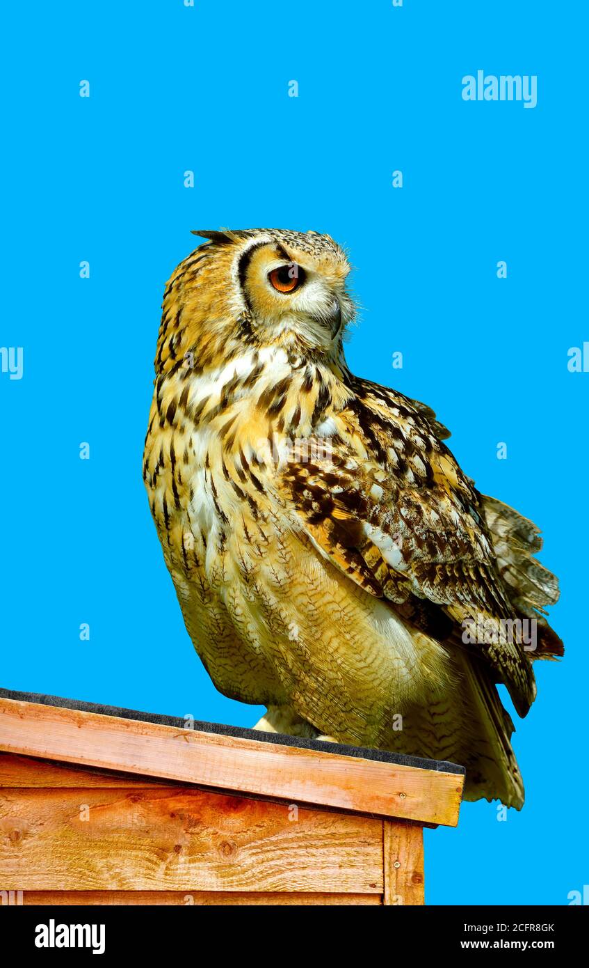 Eurasische Adler Eule lateinischer Name Bubo bubo auf einem thront Abwurf Stockfoto