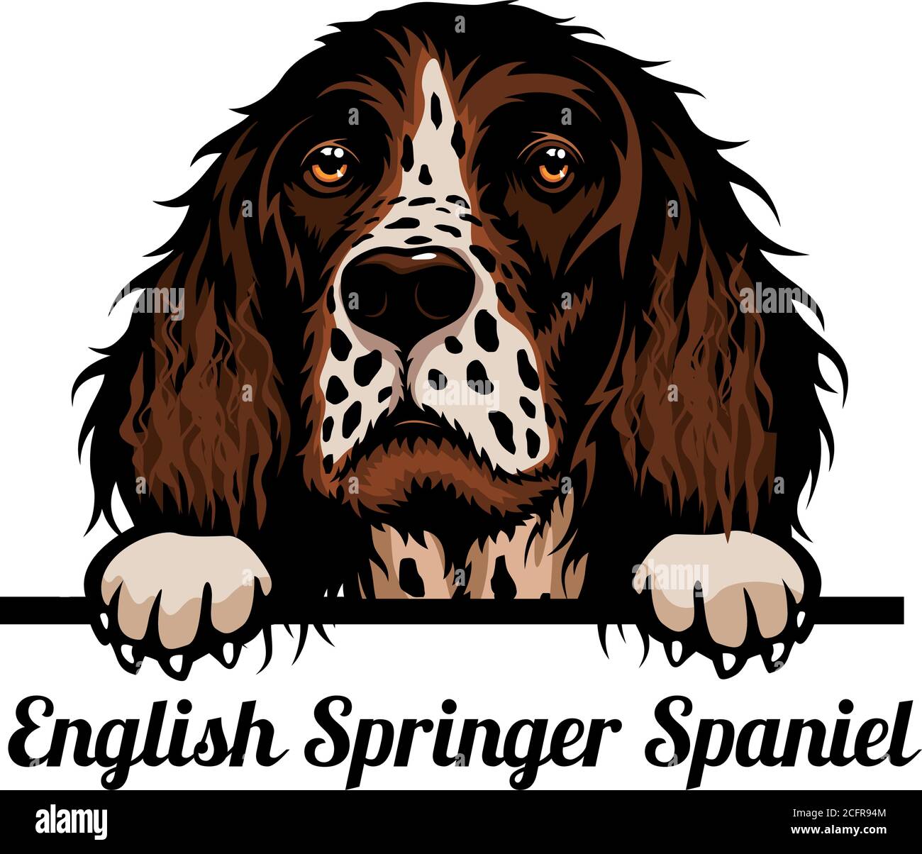 Head English Springer Spaniel - Hunderasse. Farbbild eines Hundekopfes isoliert auf weißem Hintergrund Stock Vektor