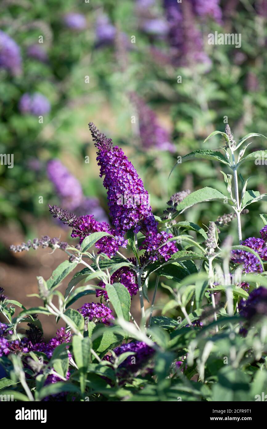 Buddleja Blumen im Sommer aufgenommen in der nationalen Sammlung In Hampshire Stockfoto