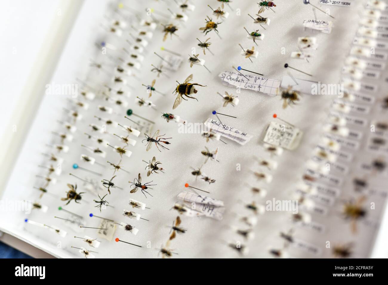La Tour-de-Salvagny (Zentral-Ost-Frankreich). Entomologische Sammlung der „Arthropologia“, einer Vereinigung von Naturforschern für das Studium und die Kontra Stockfoto