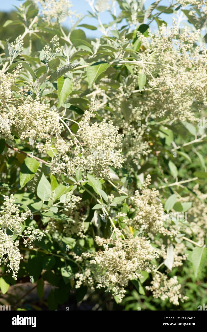 Buddleja Blumen im Sommer aufgenommen in der nationalen Sammlung In Hampshire Stockfoto