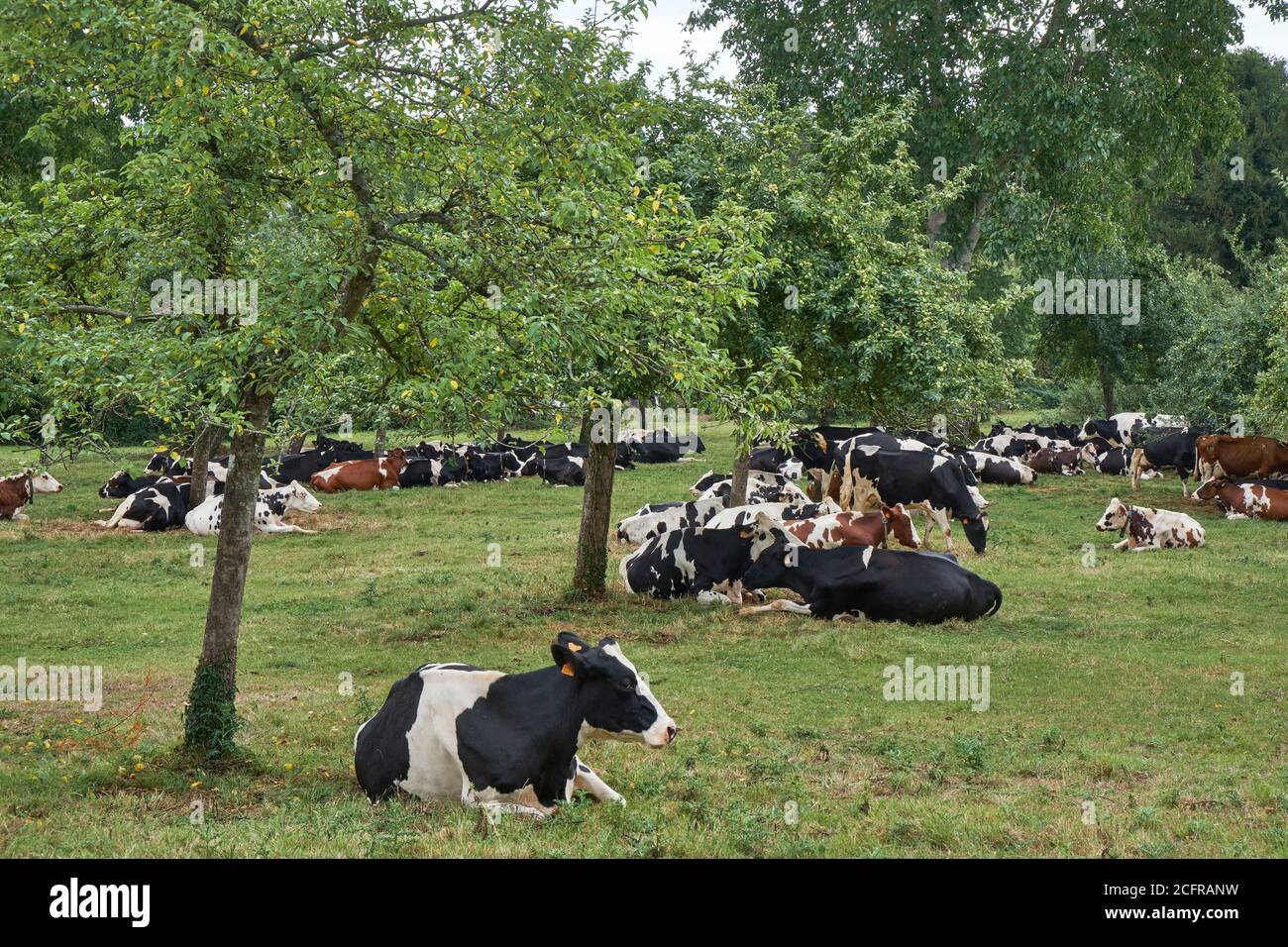 Holländische friesische und rote und weiße friesische Kühe liegen auf Der Boden in einem Obstgarten Stockfoto
