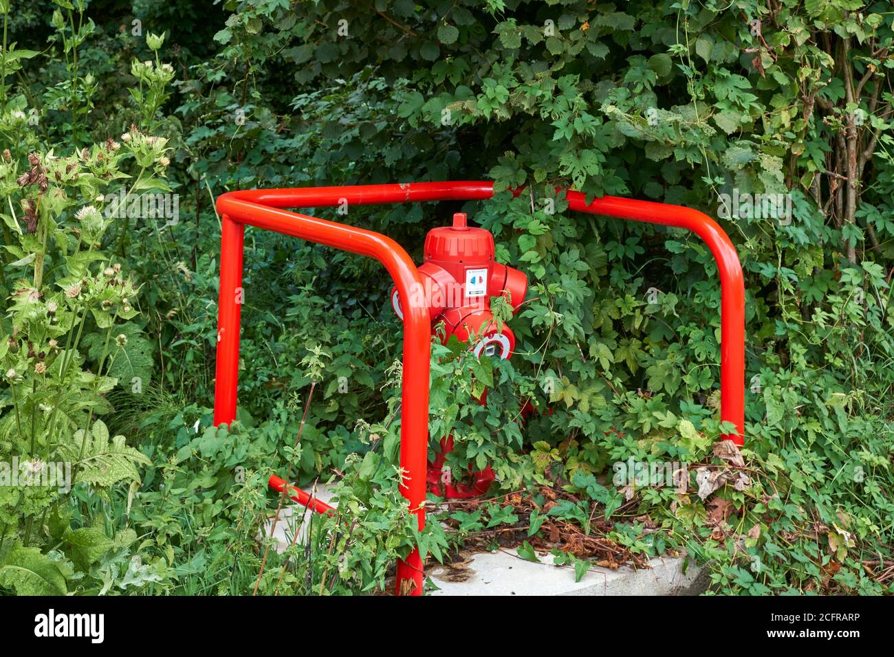 Rot gefärbter Hydrant überrannt von Sträuchern Stockfoto