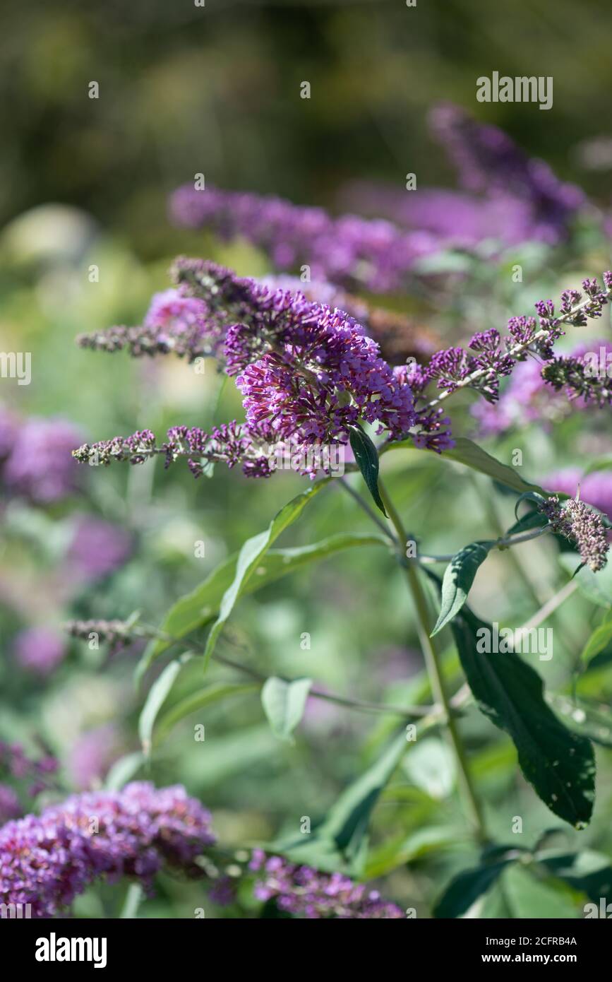 Buddleja Blumen im Sommer aufgenommen in der nationalen Sammlung In Hampshire Stockfoto