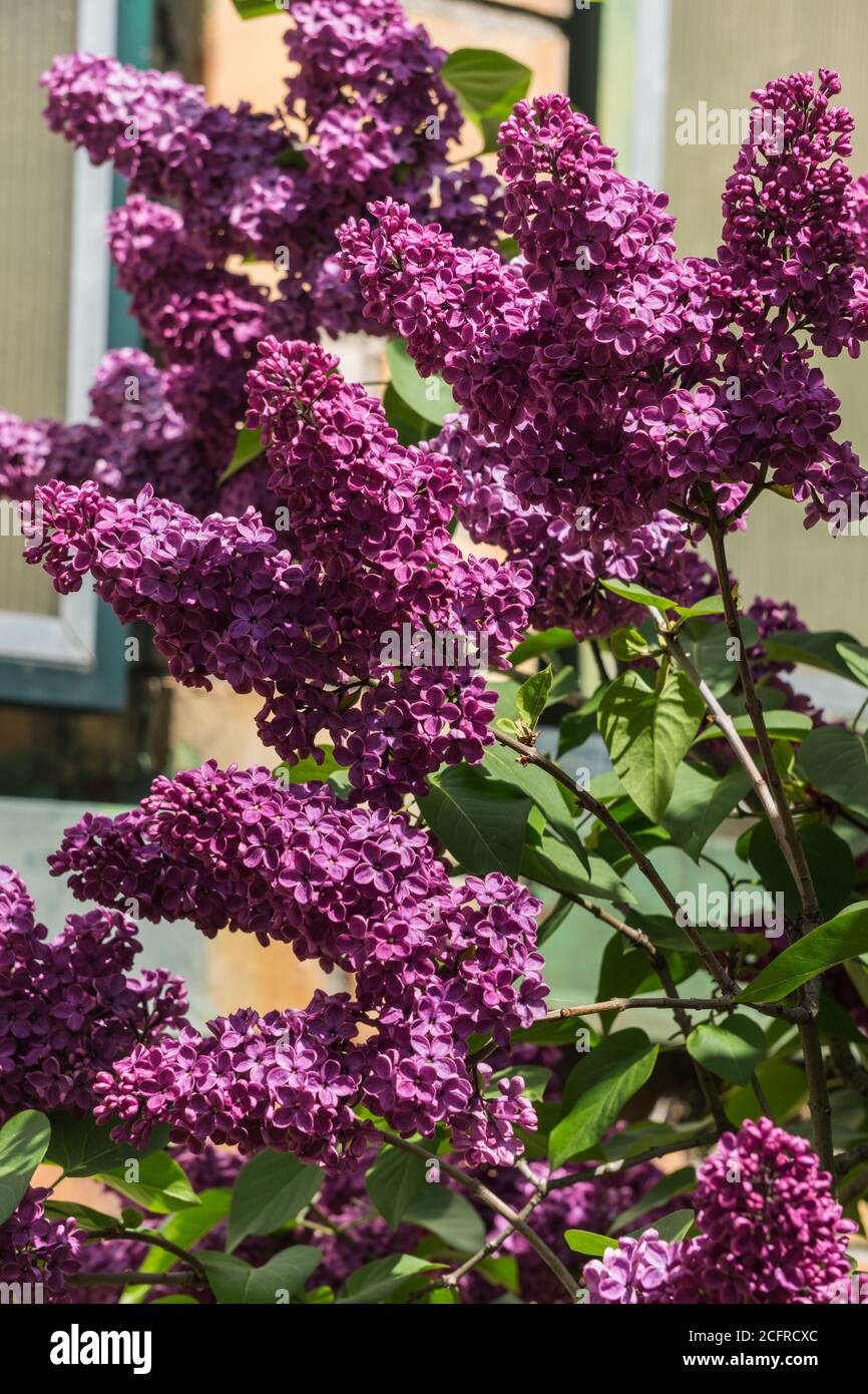 Fliederzweig mit dunkelvioletten Blüten und grünen Blättern. Stockfoto