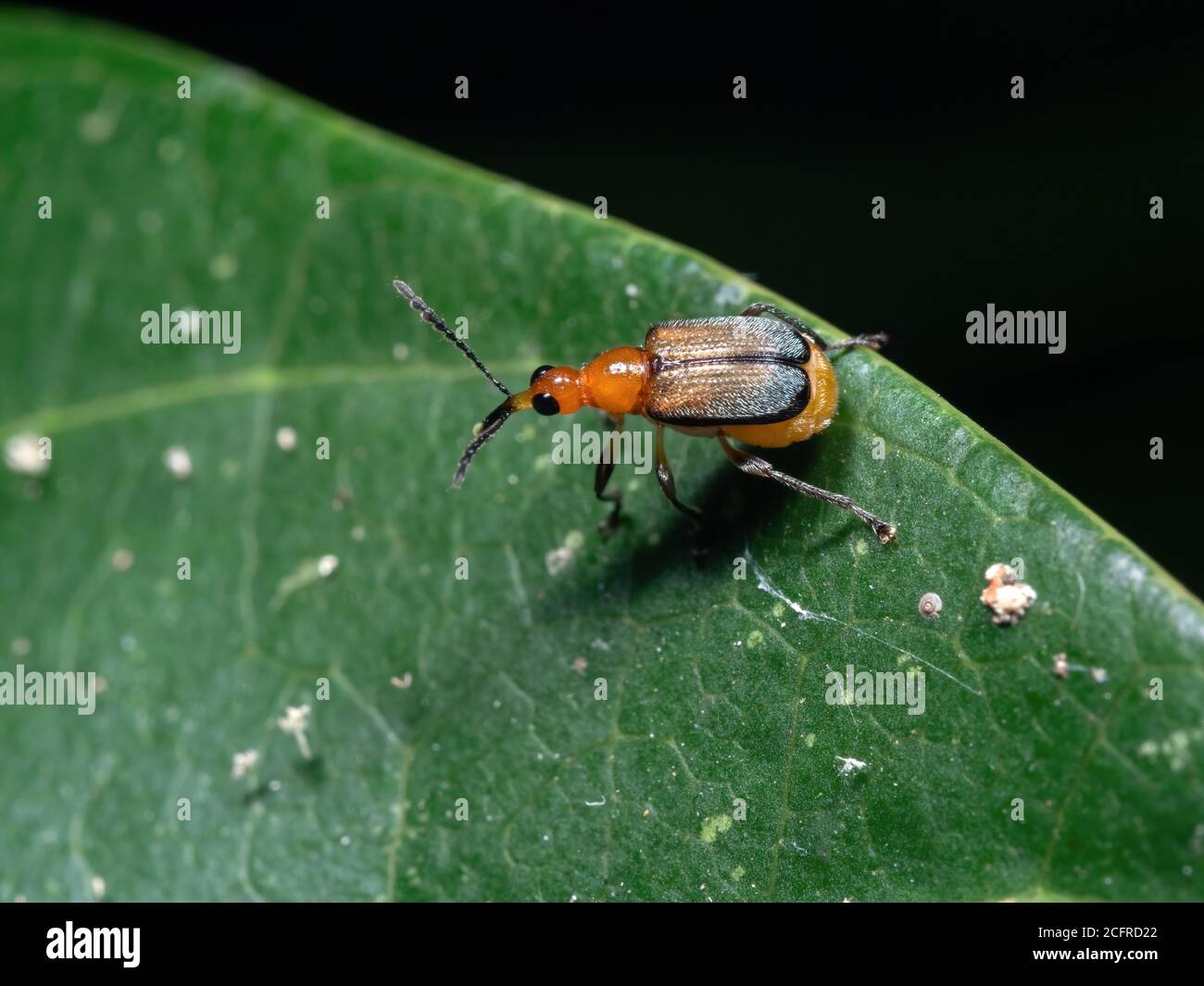 Makro-Fotografie von Orange Weevil auf Green Leaf Stockfoto