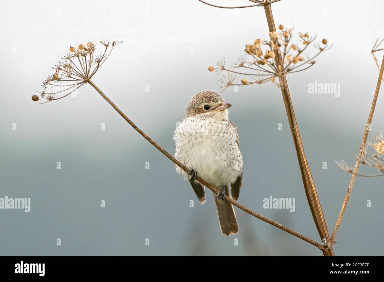 Rotrückenwürger (Lanius collurio), während der Jagd auf Vegetation, Waxham, Norfolk, Großbritannien, 7. September 2020 Stockfoto