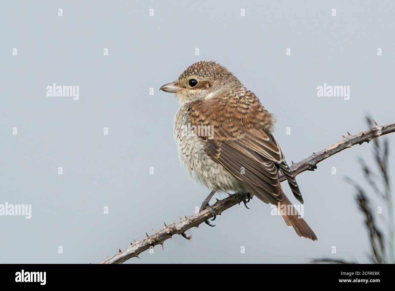 Rotrückenwürger (Lanius collurio), während der Jagd auf Vegetation, Waxham, Norfolk, Großbritannien, 7. September 2020 Stockfoto