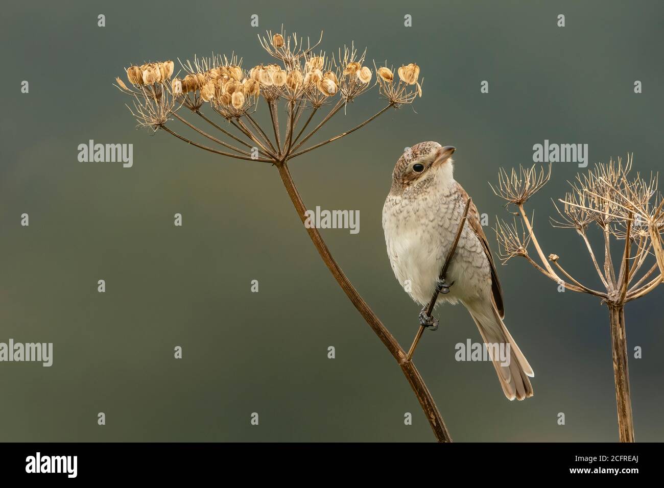 Rotrückenwürger (Lanius collurio), während der Jagd auf Vegetation, Waxham, Norfolk, Großbritannien, 7. September 2020 Stockfoto