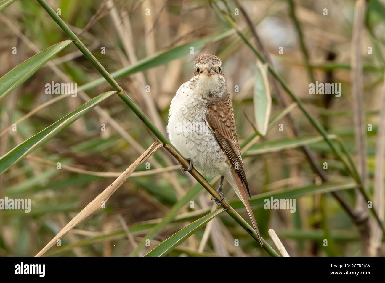 Rotrückenwürger (Lanius collurio), während der Jagd auf Vegetation, Waxham, Norfolk, Großbritannien, 7. September 2020 Stockfoto