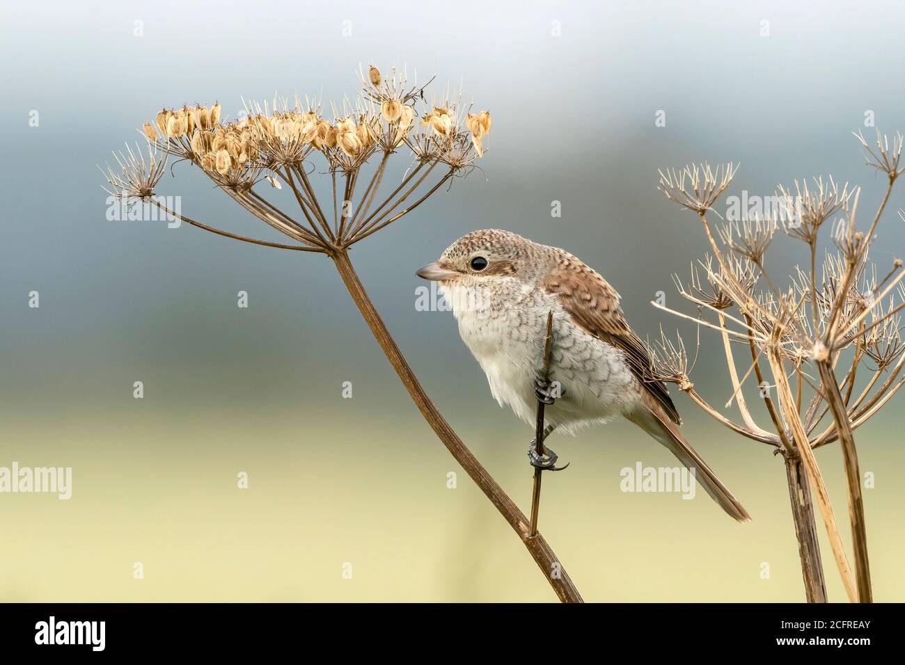 Rotrückenwürger (Lanius collurio), während der Jagd auf Vegetation, Waxham, Norfolk, Großbritannien, 7. September 2020 Stockfoto