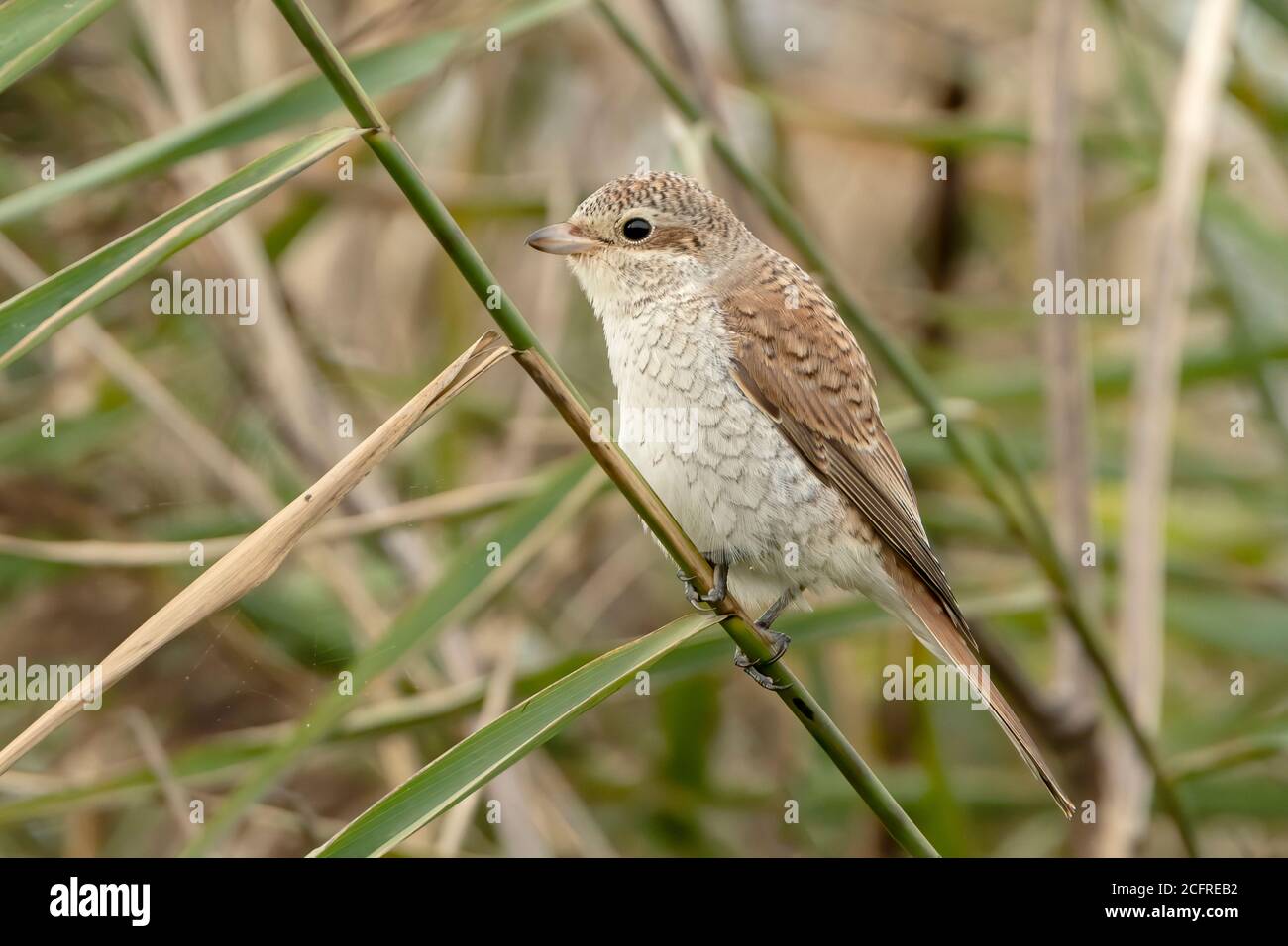 Rotrückenwürger (Lanius collurio), während der Jagd auf Vegetation, Waxham, Norfolk, Großbritannien, 7. September 2020 Stockfoto