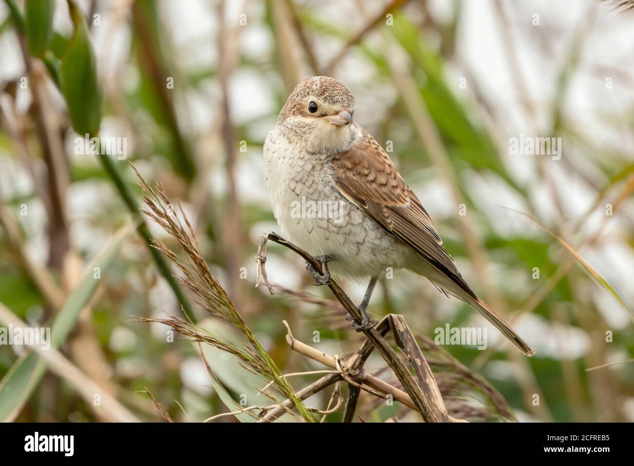 Rotrückenwürger (Lanius collurio), während der Jagd auf Vegetation, Waxham, Norfolk, Großbritannien, 7. September 2020 Stockfoto