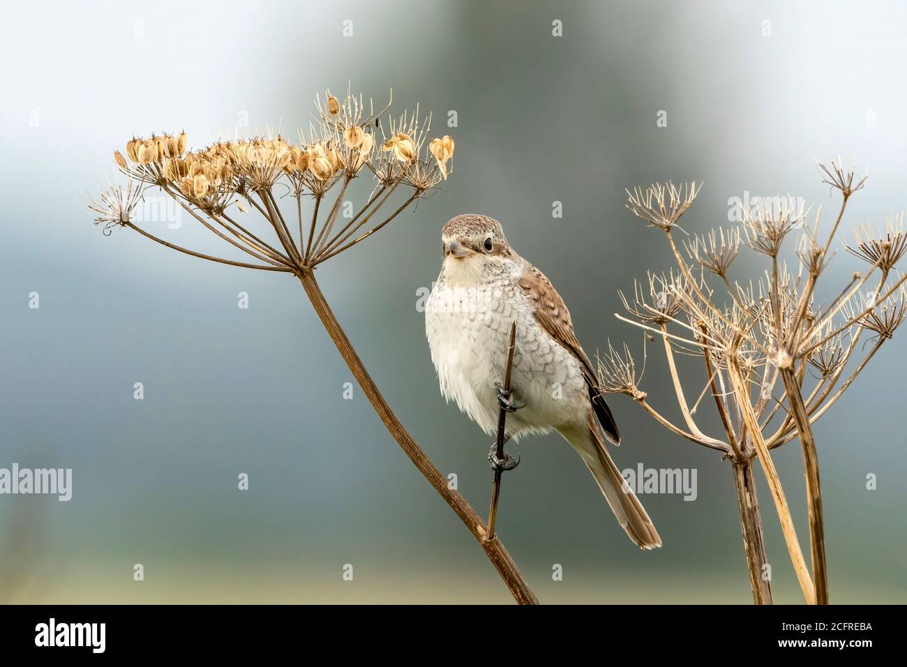 Rotrückenwürger (Lanius collurio), während der Jagd auf Vegetation, Waxham, Norfolk, Großbritannien, 7. September 2020 Stockfoto