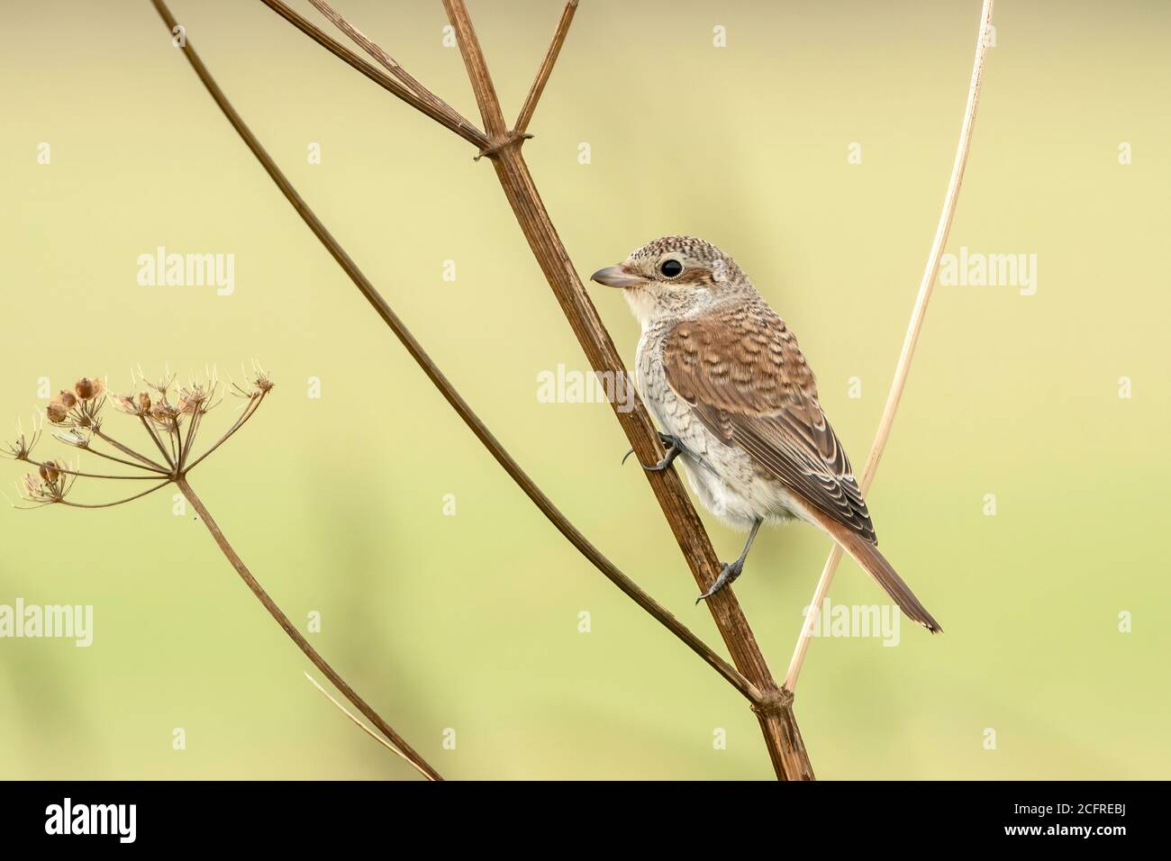 Rotrückenwürger (Lanius collurio), während der Jagd auf Vegetation, Waxham, Norfolk, Großbritannien, 7. September 2020 Stockfoto