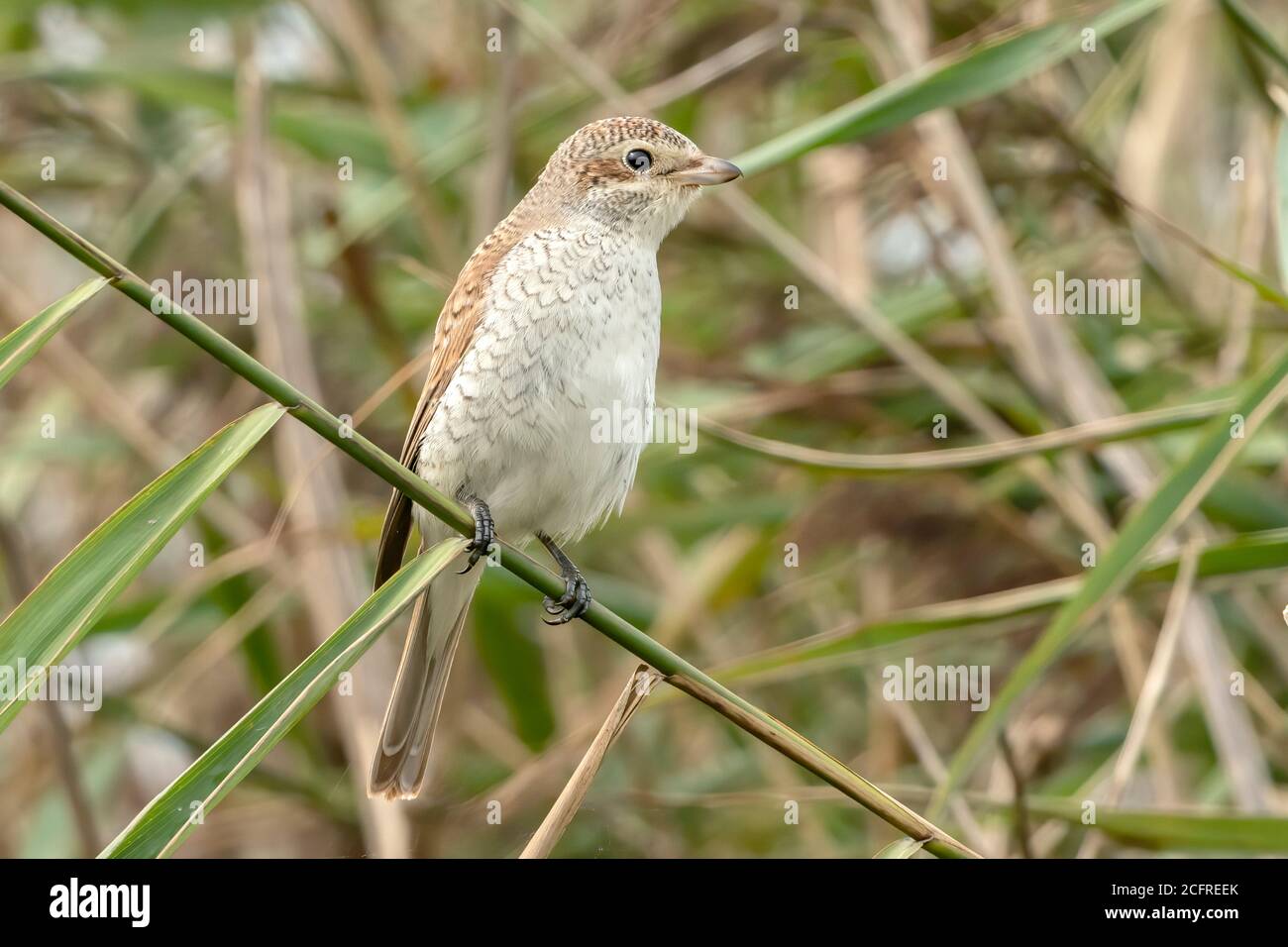 Rotrückenwürger (Lanius collurio), während der Jagd auf Vegetation, Waxham, Norfolk, Großbritannien, 7. September 2020 Stockfoto