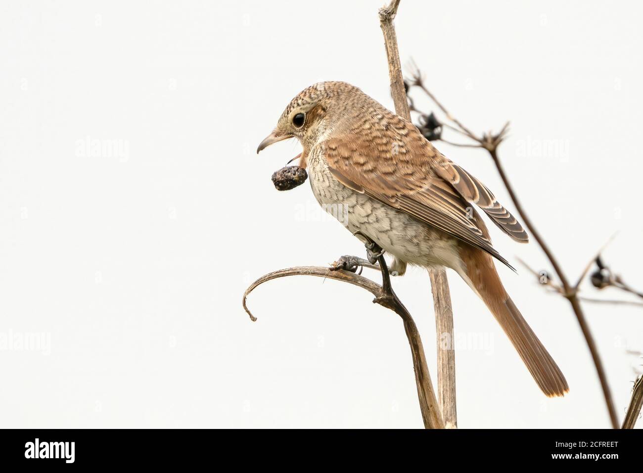 Rotrückenwürger (Lanius collurio), auf der Vegetation thront, während sie Essenspellets husten, Waxham, Norfolk, Großbritannien, 7. September 2020 Stockfoto