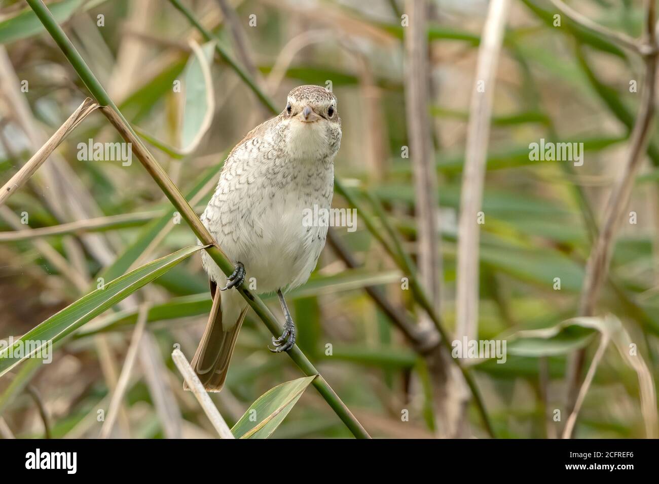 Rotrückenwürger (Lanius collurio), während der Jagd auf Vegetation, Waxham, Norfolk, Großbritannien, 7. September 2020 Stockfoto