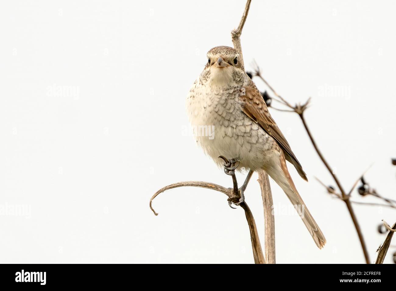 Rotrückenwürger (Lanius collurio), auf der Vegetation thront, während sie Essenspellets husten, Waxham, Norfolk, Großbritannien, 7. September 2020 Stockfoto