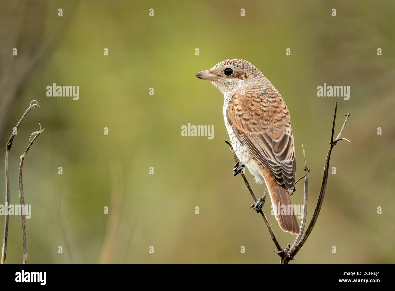 Rotrückenwürger (Lanius collurio), während der Jagd auf Vegetation, Waxham, Norfolk, Großbritannien, 7. September 2020 Stockfoto