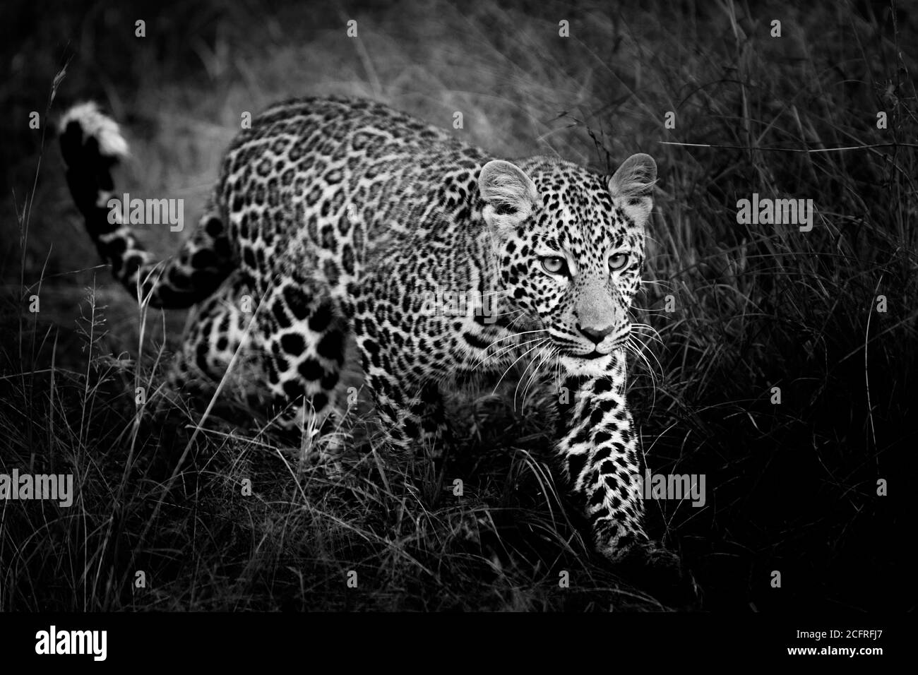 Leopardenjunge auf einem Spaziergang Stockfoto