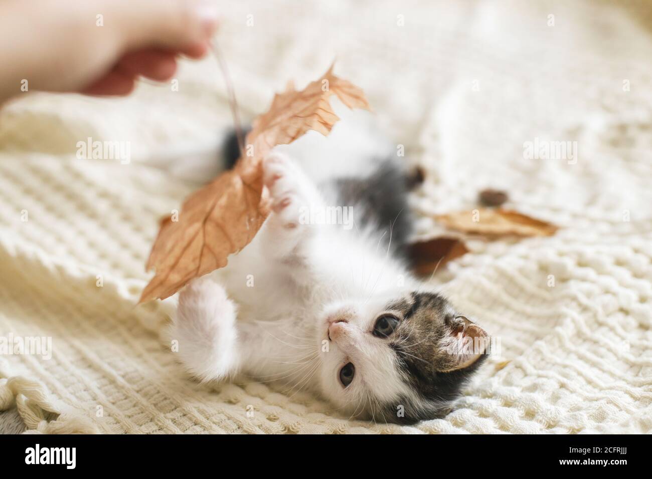 Liebenswert Kätzchen spielen mit Herbstblättern auf weiche Decke. Hand halten Fall Blatt und spielen mit niedlichen weißen und grauen Kitty auf dem Bett im Zimmer. Herbst c Stockfoto