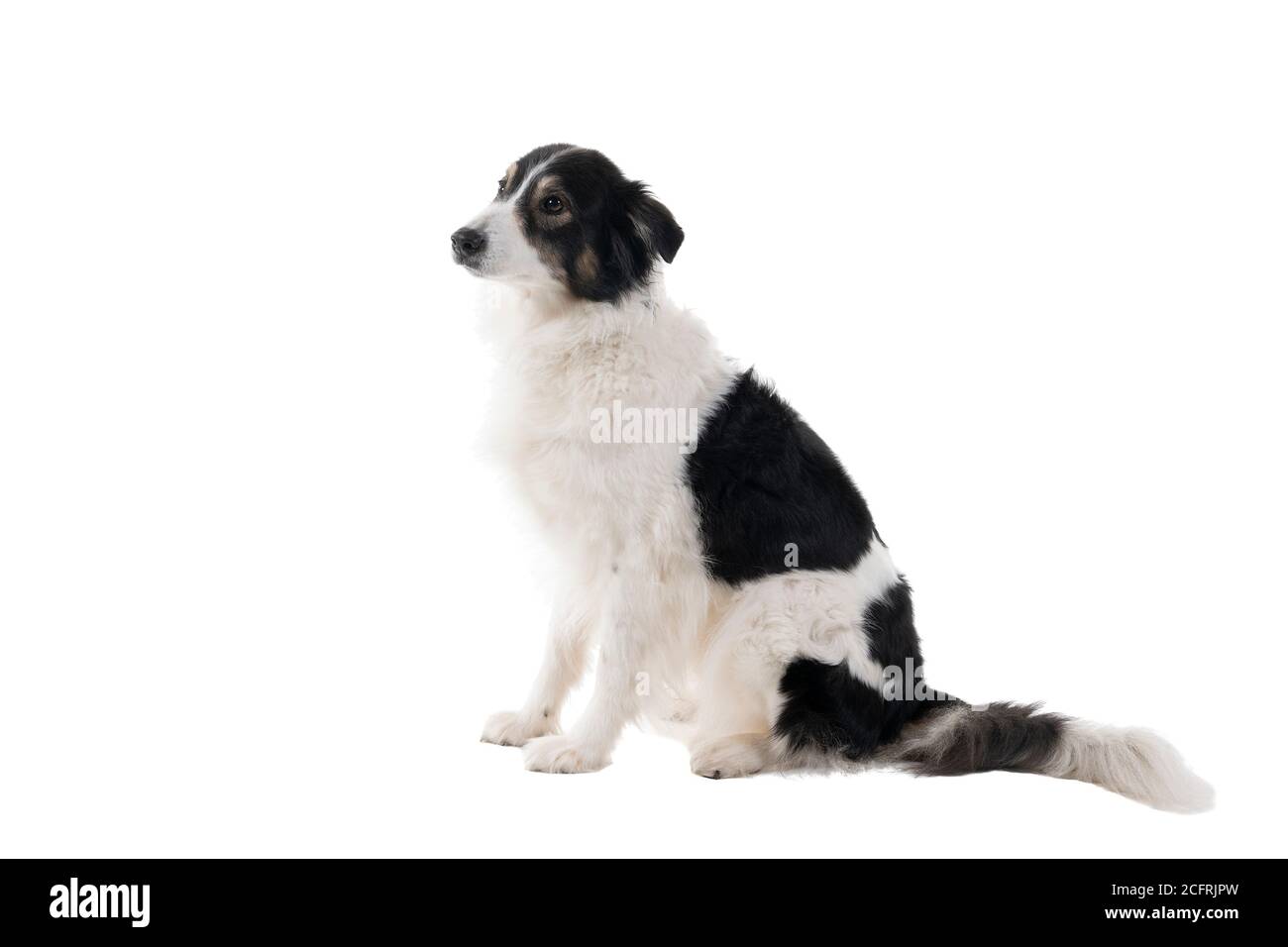 Ein schwarz-weißer australischer Schäferhund sitzt isoliert in Weißer Hintergrund schaut zur Seite Stockfoto