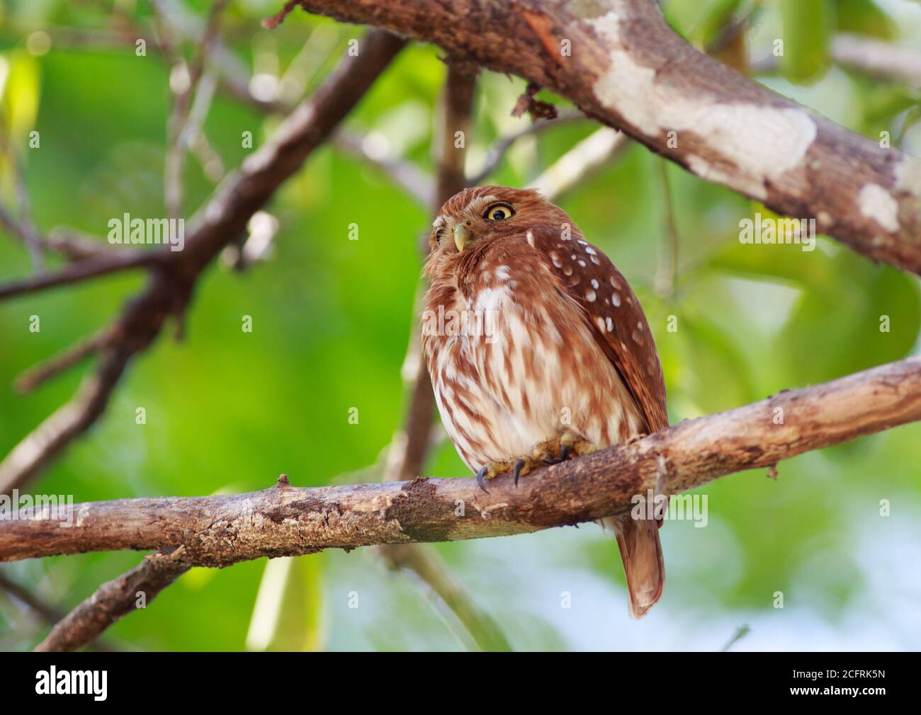 Pygmäenkeule auf einem üppigen, leuchtend grünen Baum im Pantanal, Brasilien Stockfoto