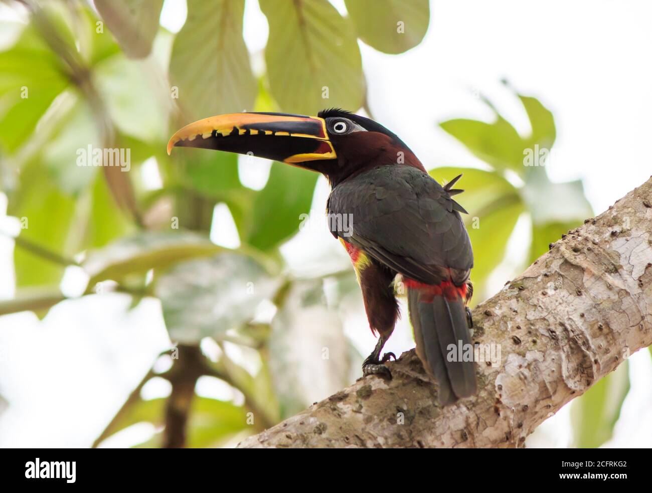 Nahaufnahme eines kastanienohrigen Aracari - (Pteroglossus castanotis) - ein Mitglied der Tukan-Familie. Gesehen thront auf einem lebendigen grünen Baum in der Stockfoto