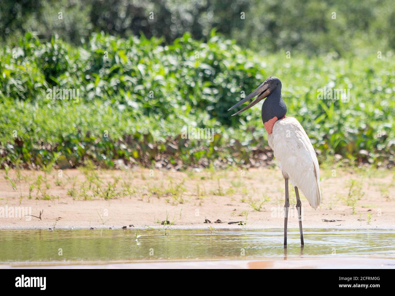 Jabiru Storch steht am Ufer mit offenem Schnabel. Jaribu sind die größten Vögel im Pantanal und können bis zu 3 Fuß groß sein. Pantanal, Matte Stockfoto