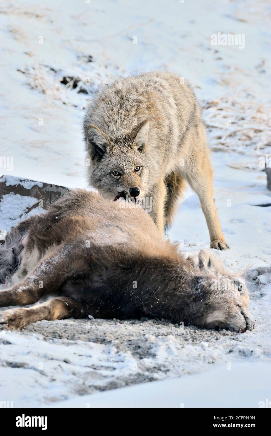 Ein wilder Kojote 'Canis latranis', der sich von einem Baby Bighorn Schaf 'Orvis canadensis' ernährt, das er im ländlichen Alberta Kanada getötet hat. Stockfoto