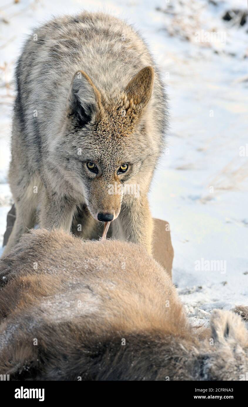 Ein wilder Kojote 'Canis latranis', der sich von einem Baby Bighorn Schaf 'Orvis canadensis' ernährt, das er im ländlichen Alberta Kanada getötet hat. Stockfoto