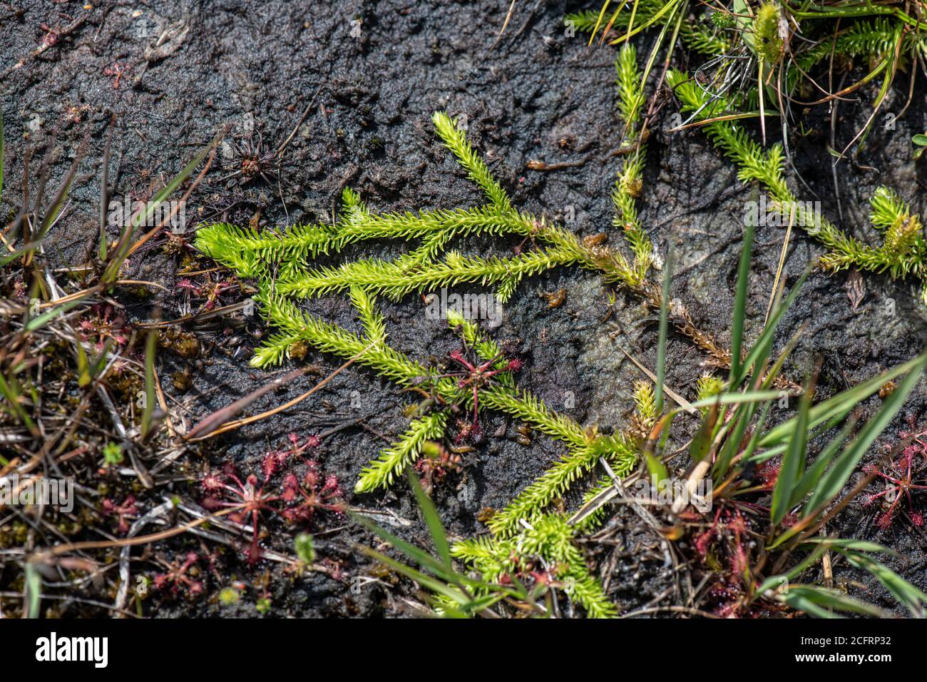 Marsh Clubmoss: Lycopodiella inundata. Surrey, Großbritannien Stockfoto