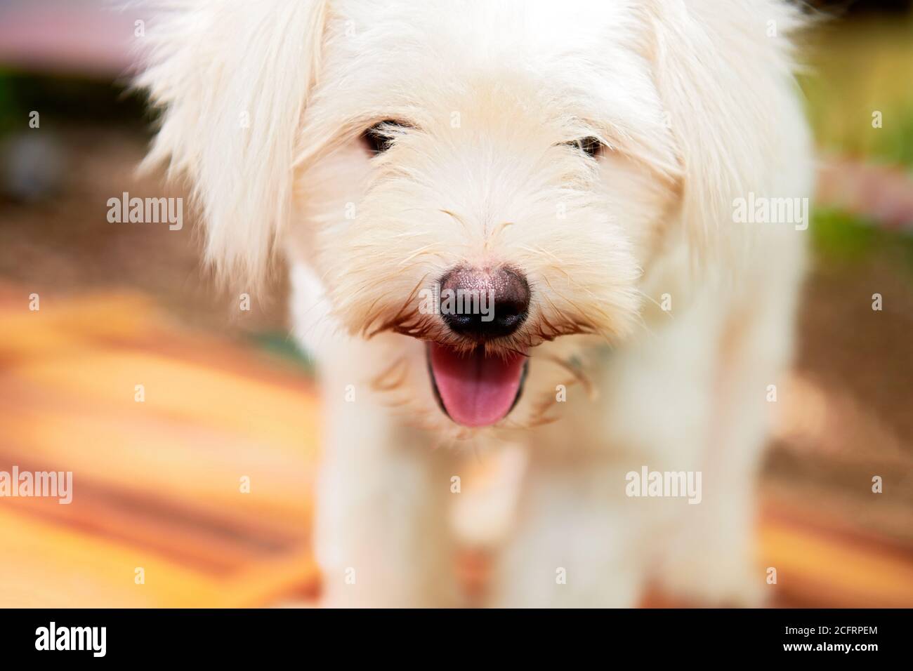 Porträt eines lustigen kleinen Hundes mit langen weißen Haaren und tong aus dem Mund hängen, starker Augenkontakt, mit verschwommenem bunten Hintergrund Stockfoto