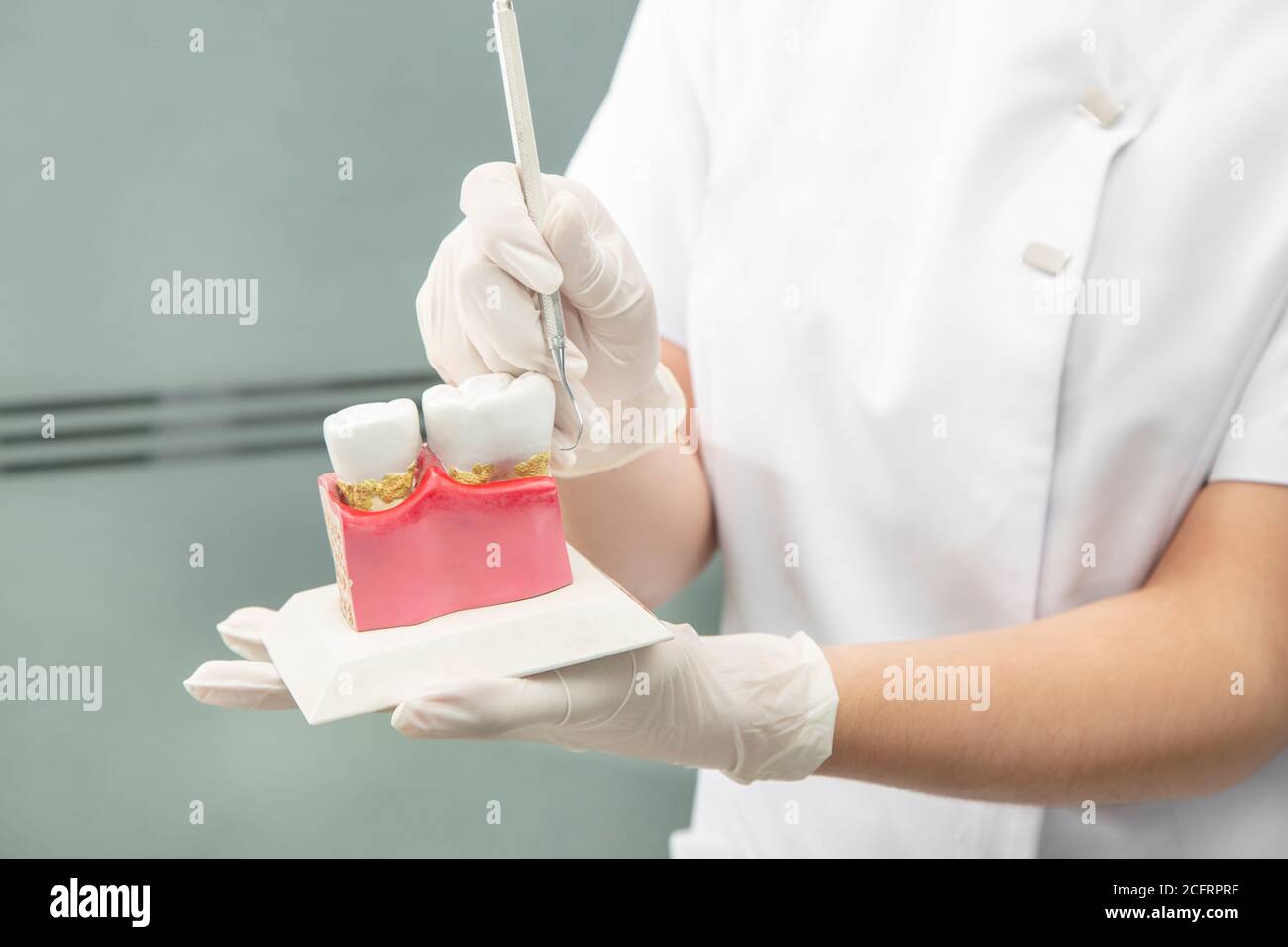 Zahnarzt mit einheitlichen ag weißen Handschuhen, die Probenzähne halten, Nahaufnahme Stockfoto