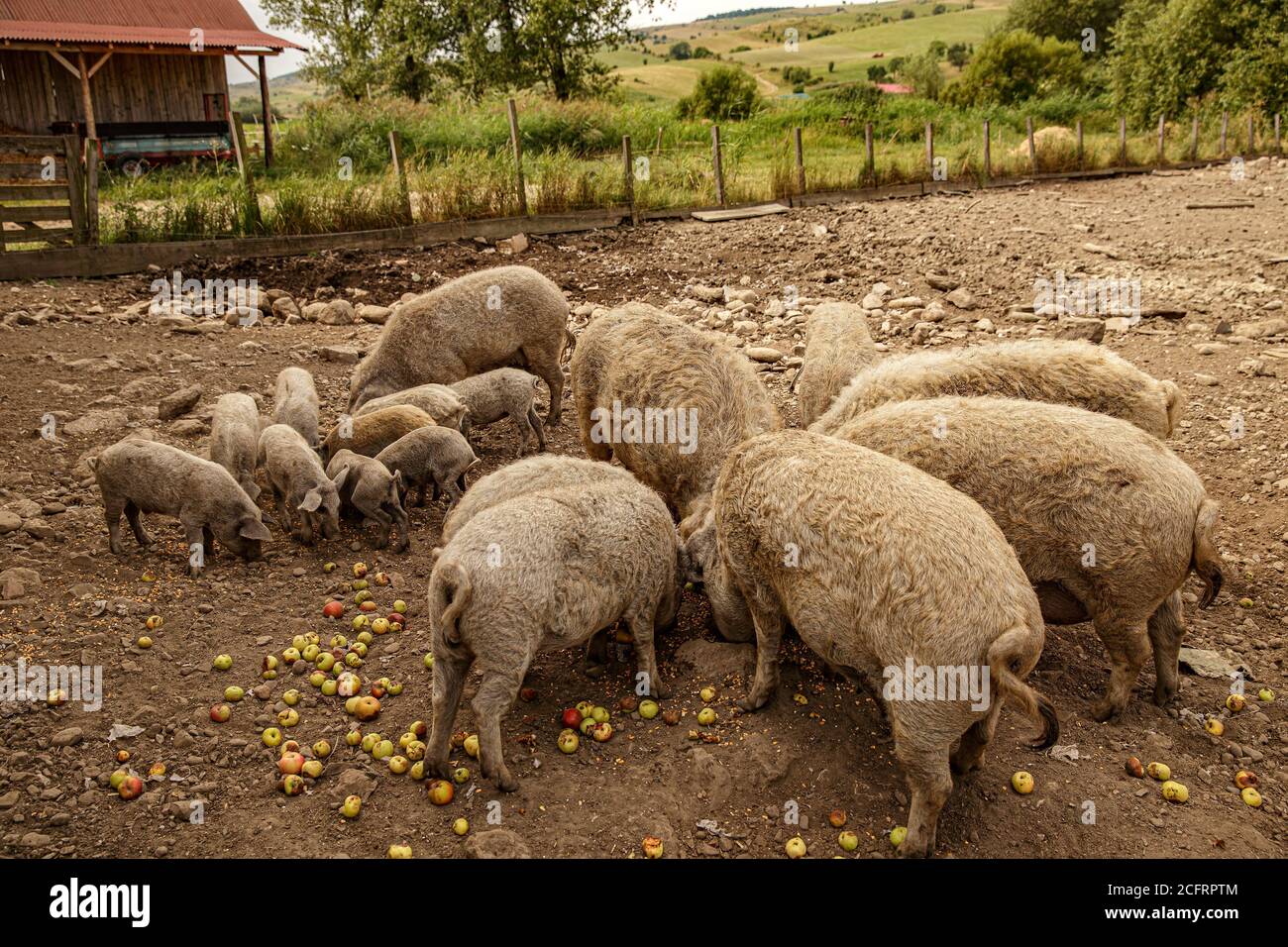 Herde Mangalica eine ungarische Rasse von Hausschweinen Stockfoto