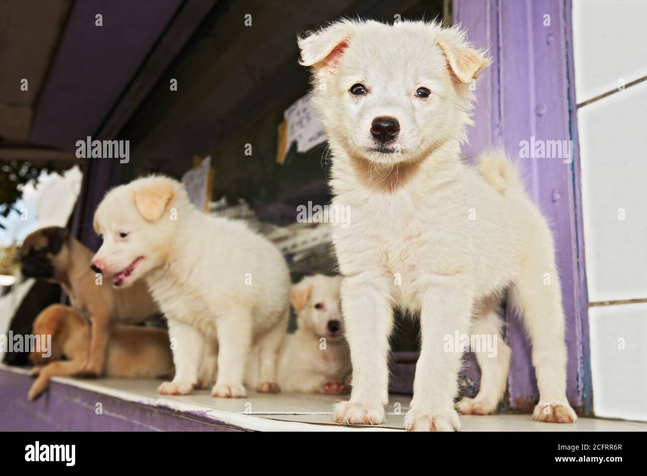 Portrait von niedlichen jungen, unterschiedlich aussehenden Hunden, die nebeneinander stehen, fotografiert vor einem Zoogeschäft auf den Philippinen Stockfoto