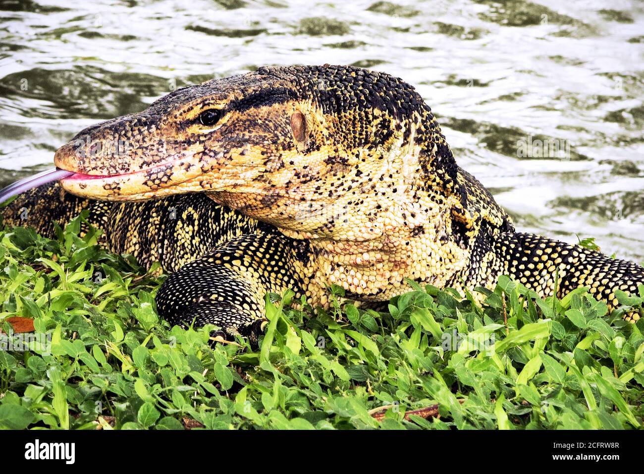 Halbportrait eines älteren Warane Reptil kriechen auf Gras im Lumpini Park in Bangkok, Thailand Stockfoto