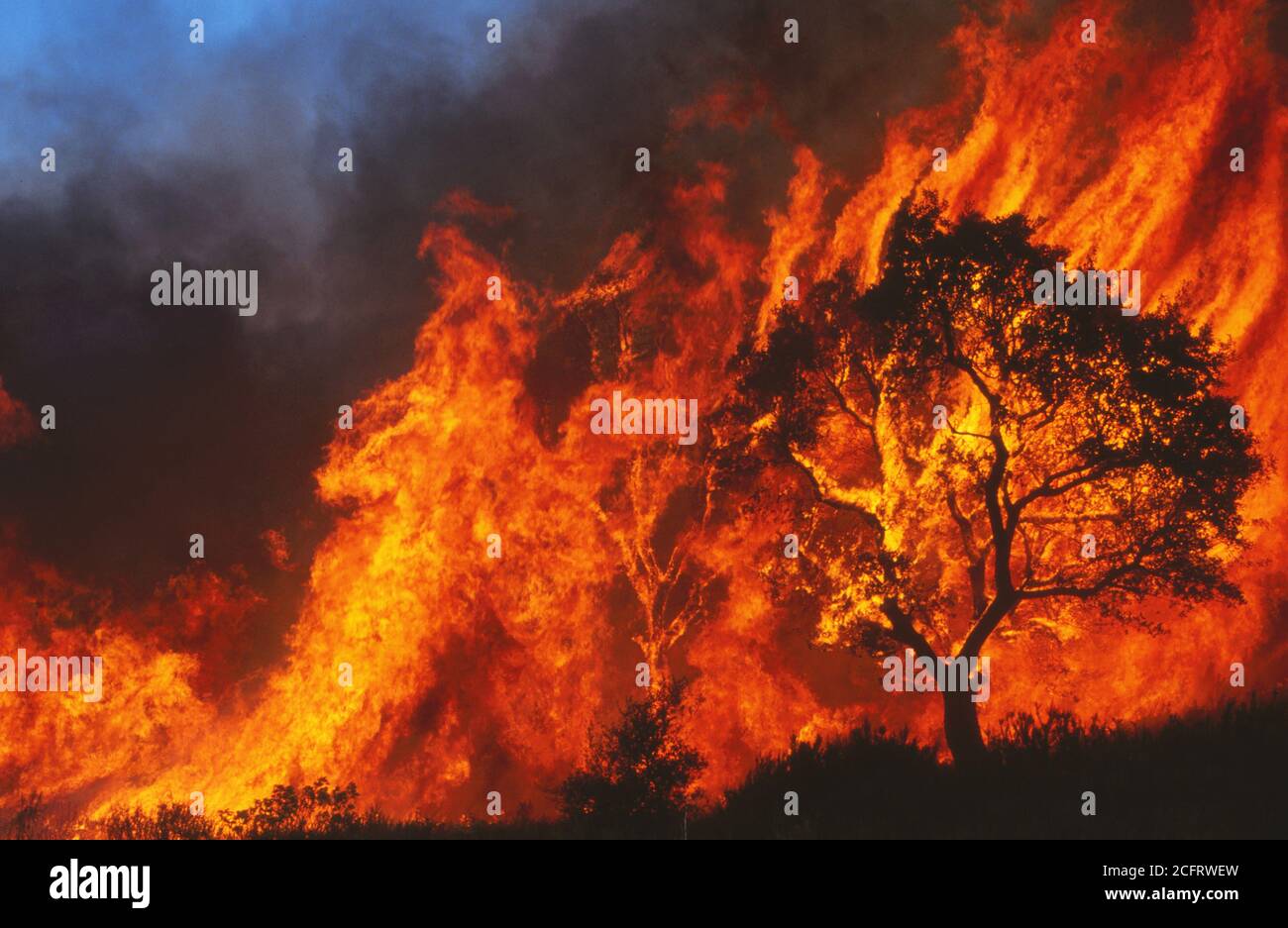 Wildes Feuer im Wald als ökologischer Notfall Stockfoto