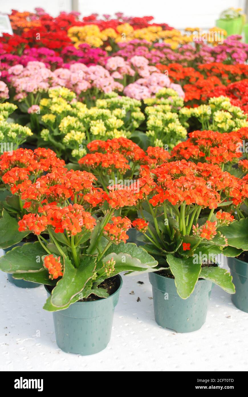 Kalanchoe Pflanze mit bunten Blüten, Kalanchoe blühfeldiana, Kalanchoe Stockfoto