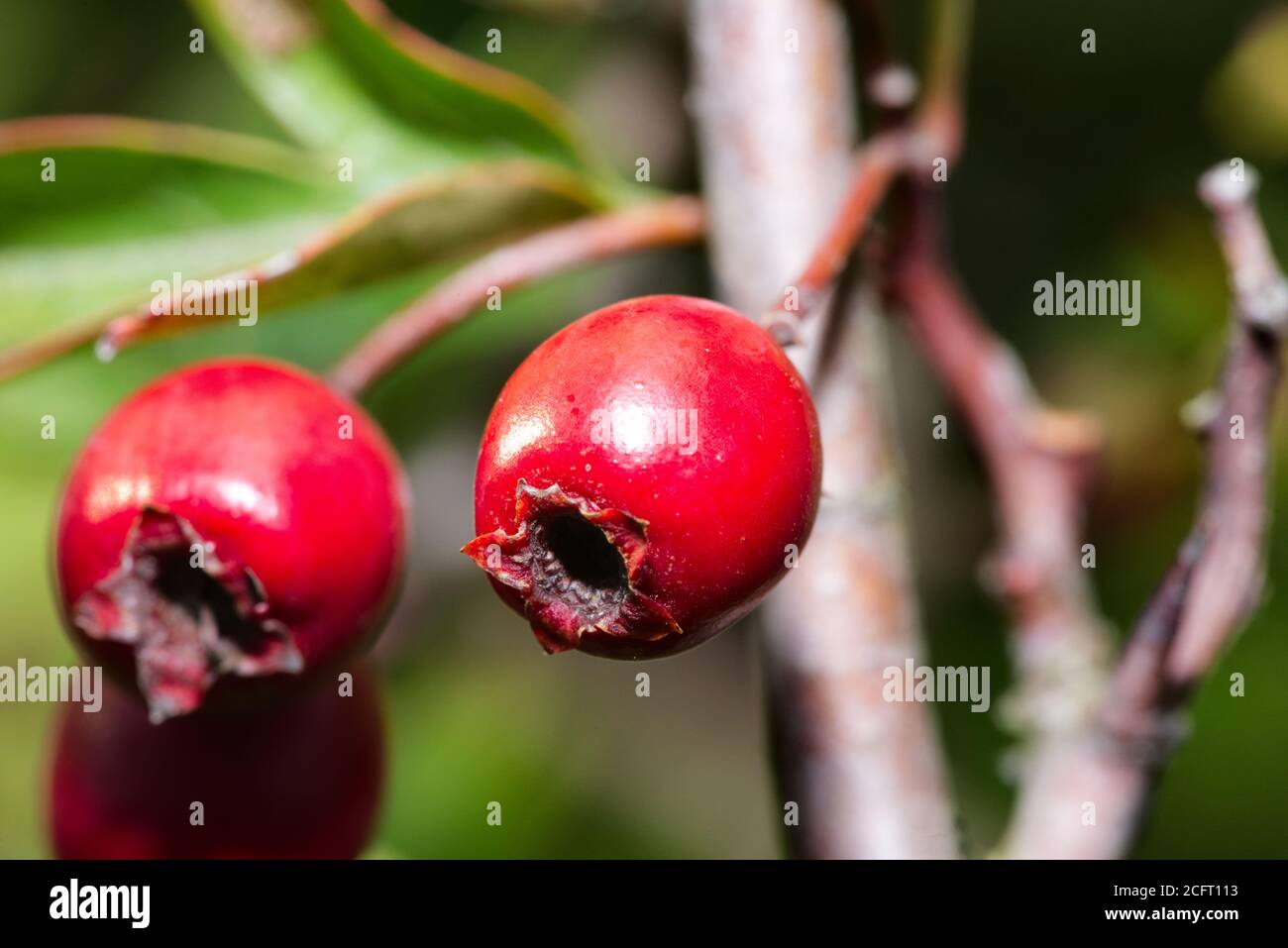 Nahaufnahme der Weißdornbeeren Stockfoto