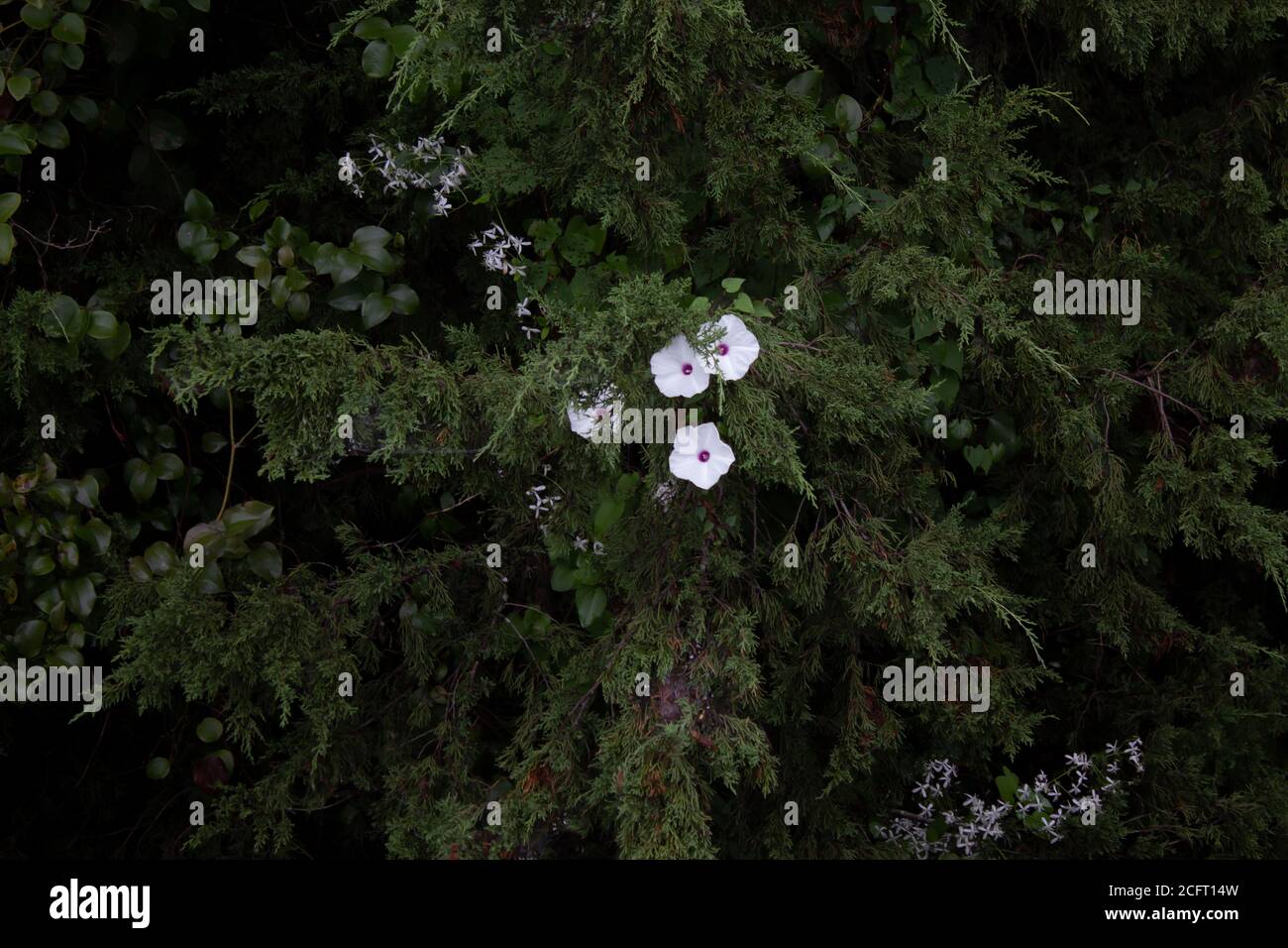 Bilder von der Natur Stockfoto